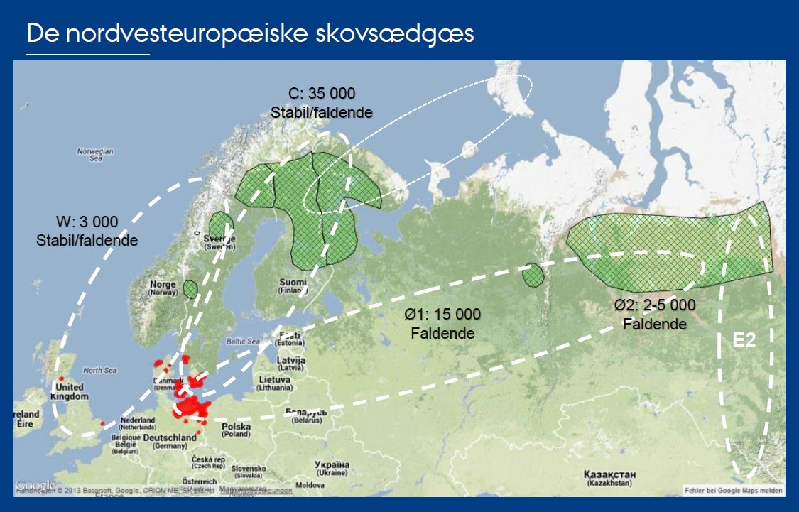 Udbredelse Tajgasaedgas Skovsaedgas