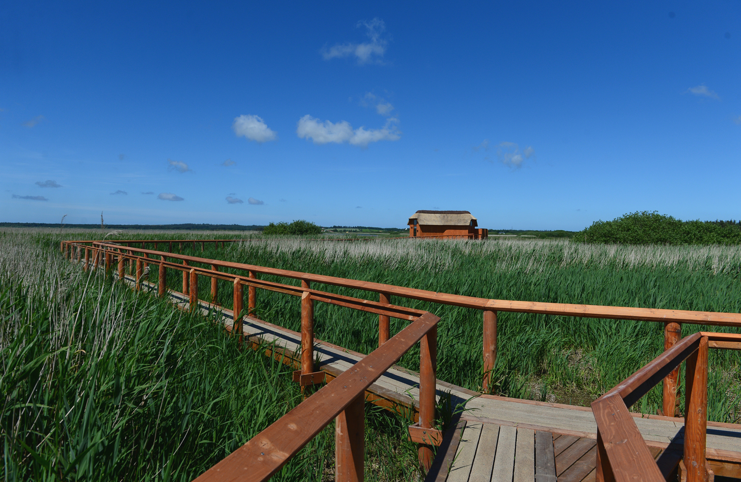  Sammenfletning pa plankestien mod Lund Fjord Tarnet foto Jan Skriver WEB