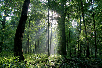 bialowieza forest