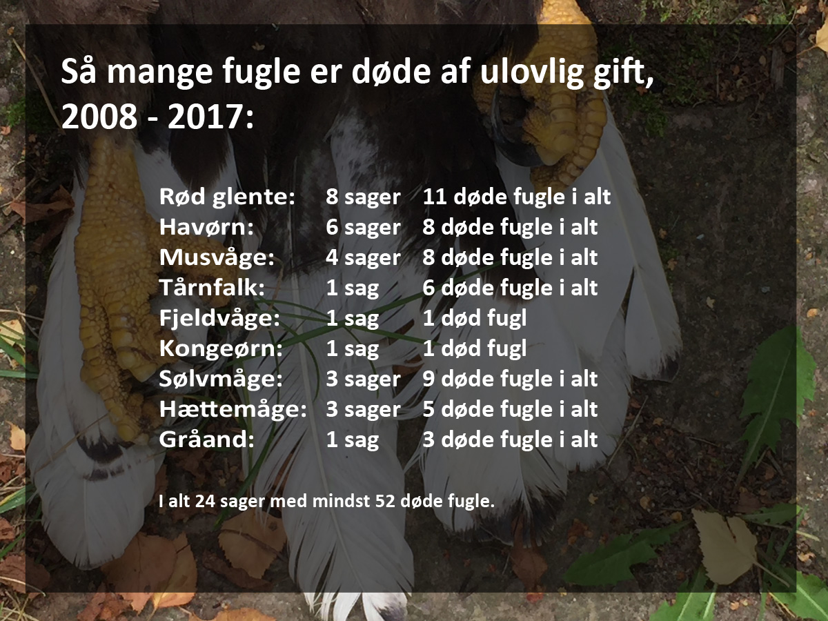 forgiftede rovfugle baggrund