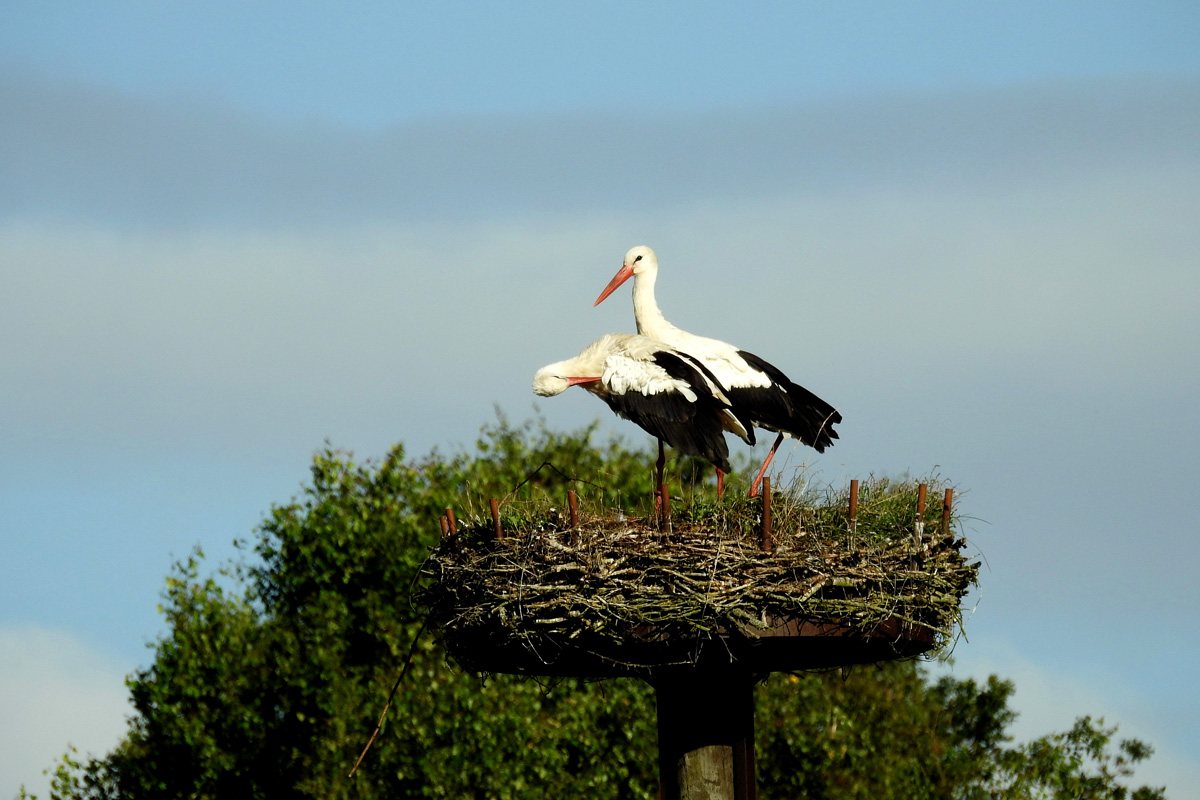 hvid stork i rede Kirsten