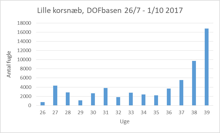 lillekorsnaeObservationer af lille korsnaeb fordelt pa uger i efteraret 2017