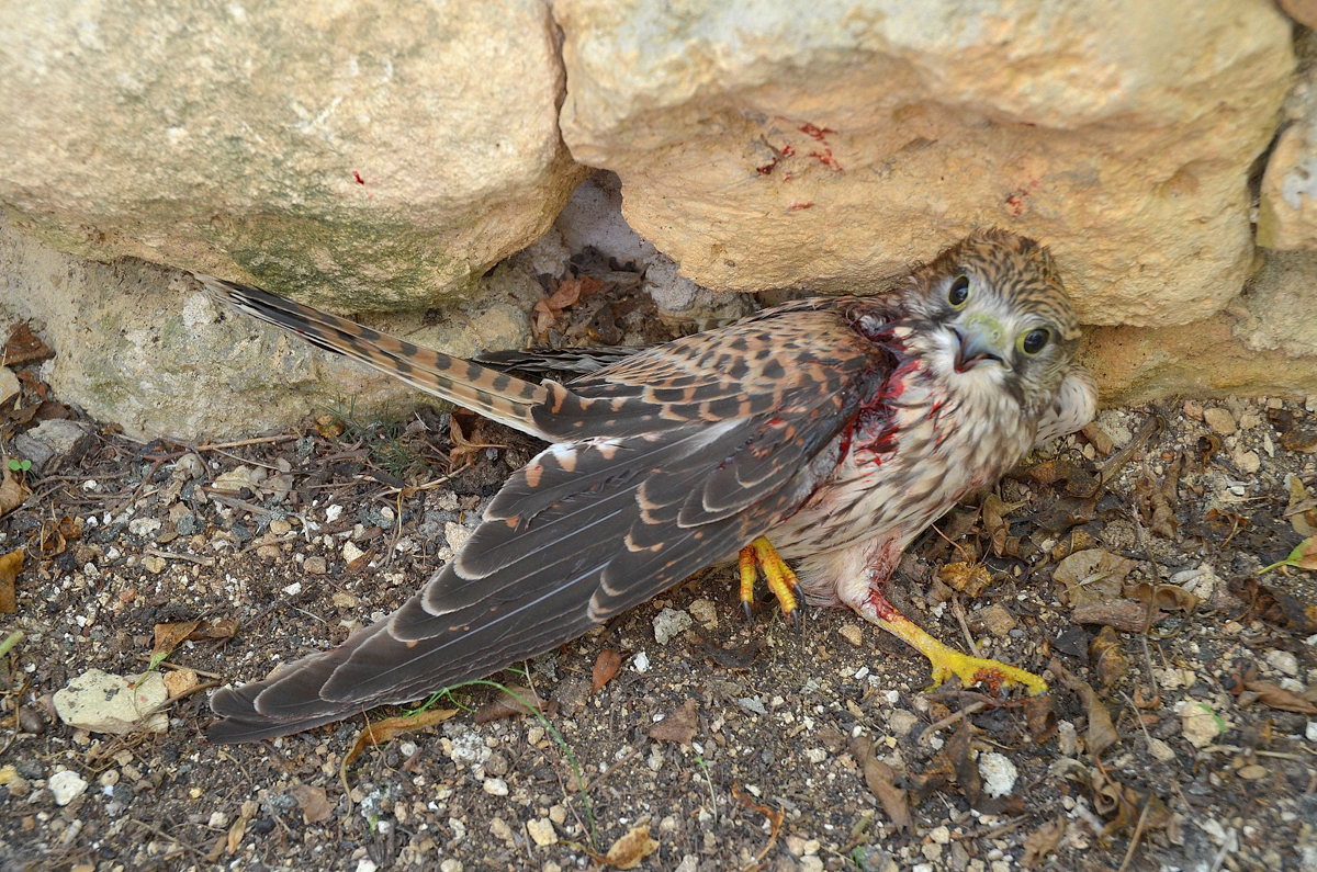 maltaKestrel injured shot at ghasri gozo fell in a farmhouse 22.09