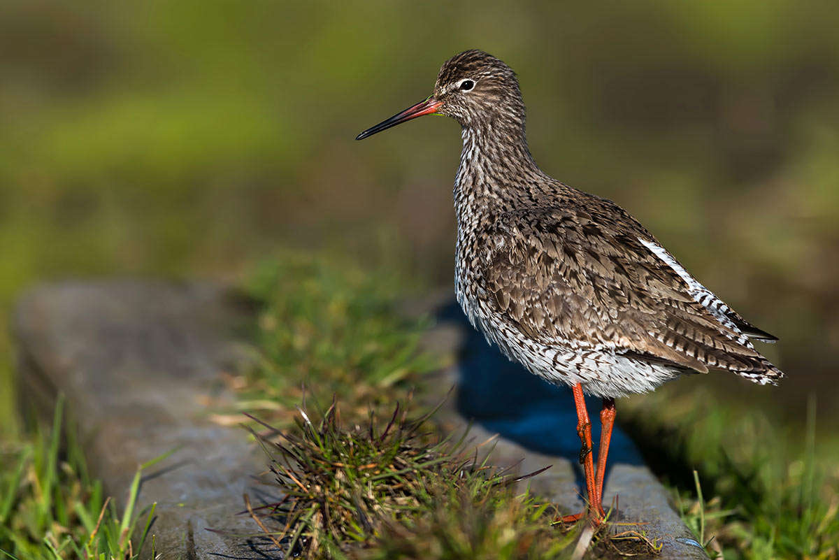 rodben20150427VaernengeneTorbenAndersen