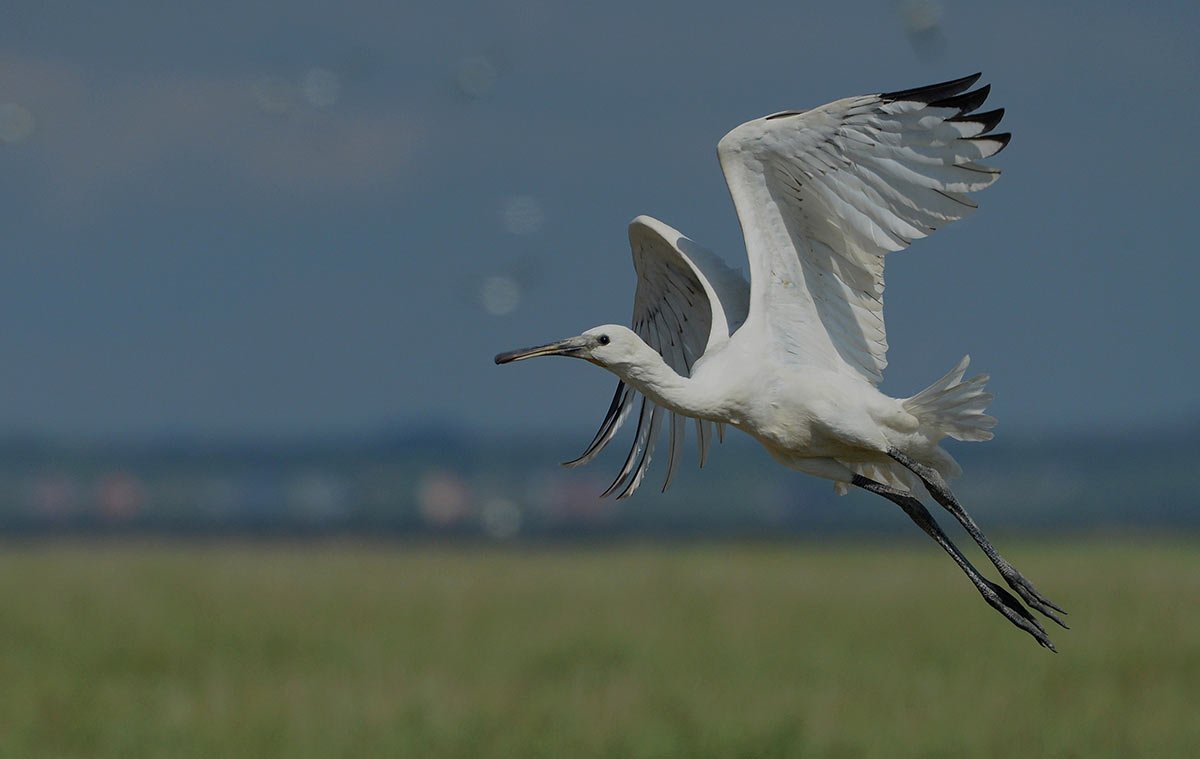 skestorke i ar i Danmark foto Jan Skriver