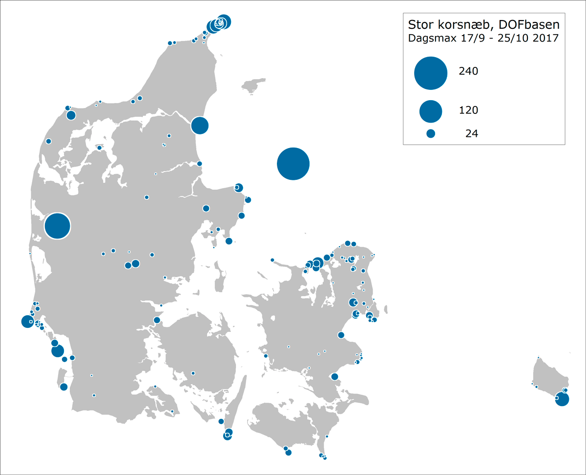 stor korsnaeb 17 09 2017 25 10 2017