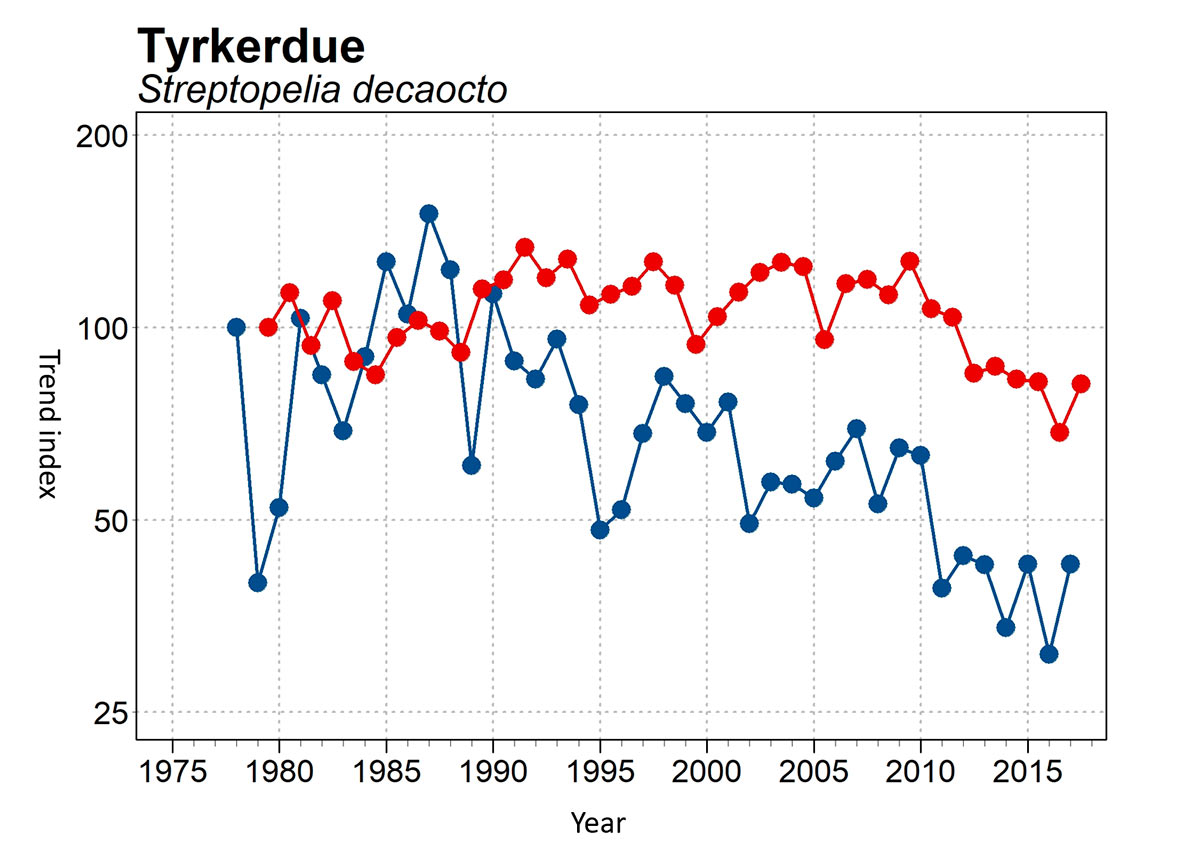 tyrkerdue engelsk