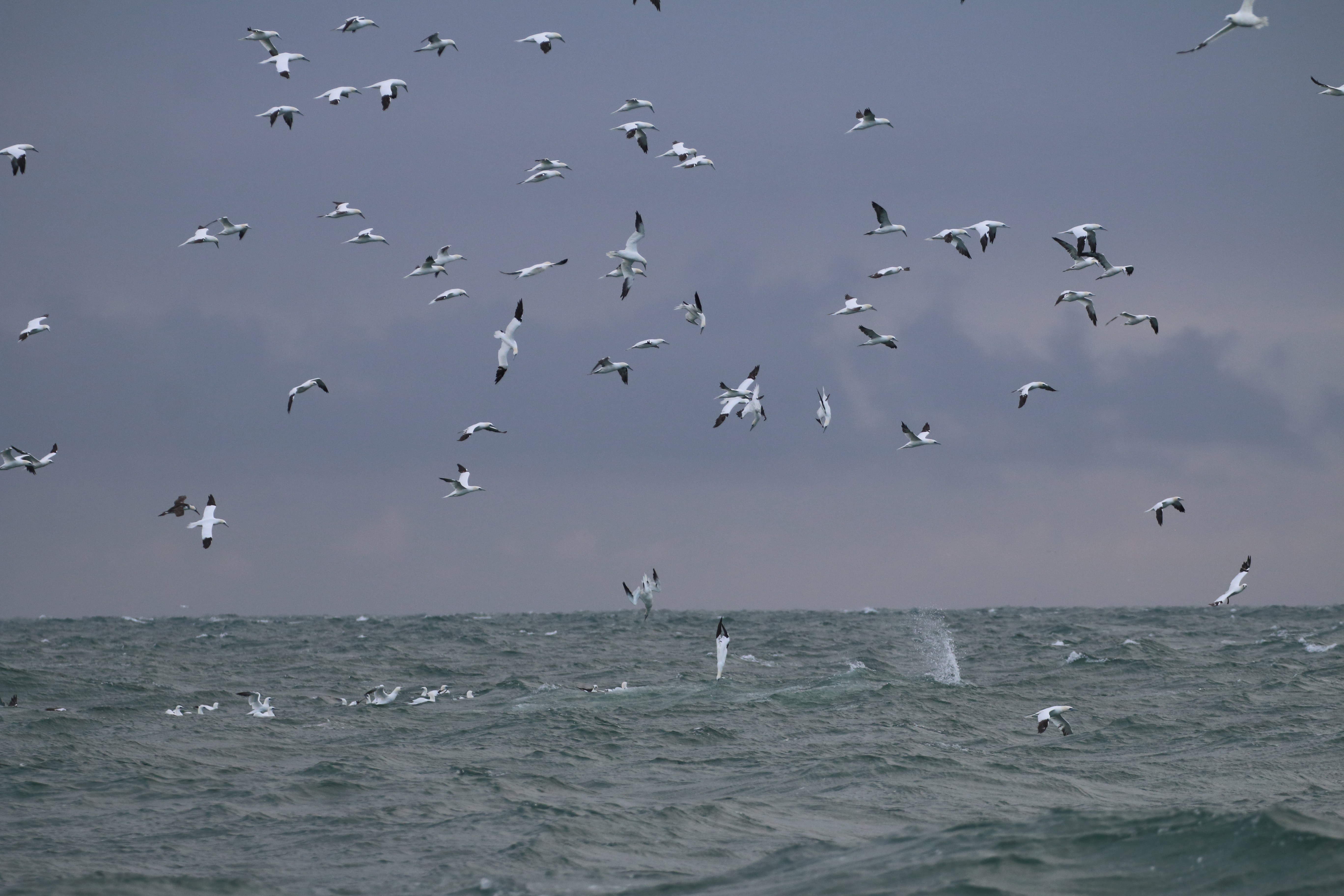 Fiskende suler ved Grenen KNP.IMG 9727