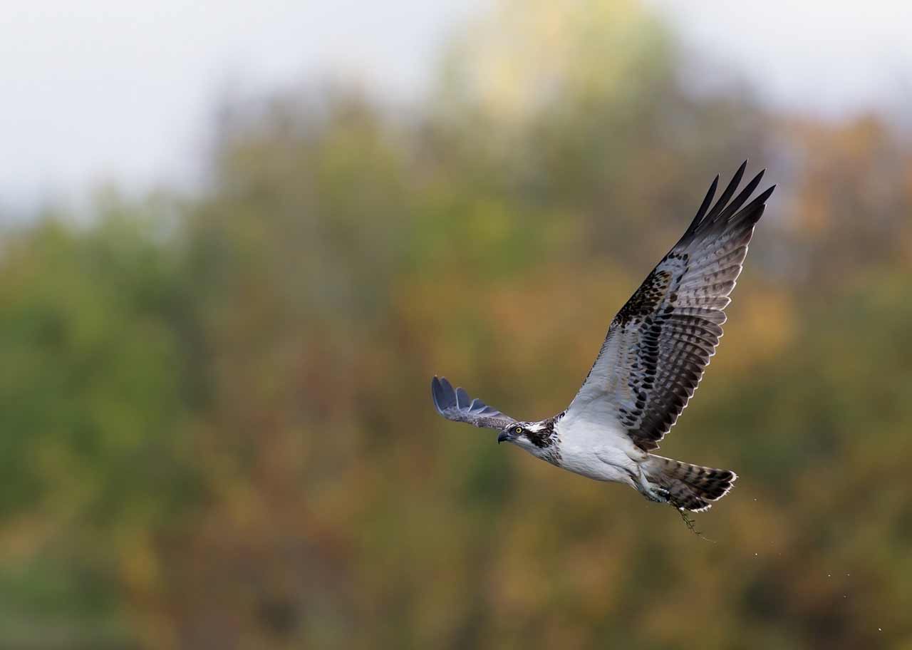 Osprey 1cy Praestesoe JOE