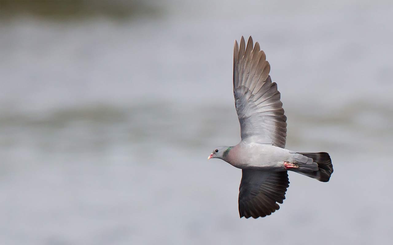 Stock Dove Praestesoe JOE