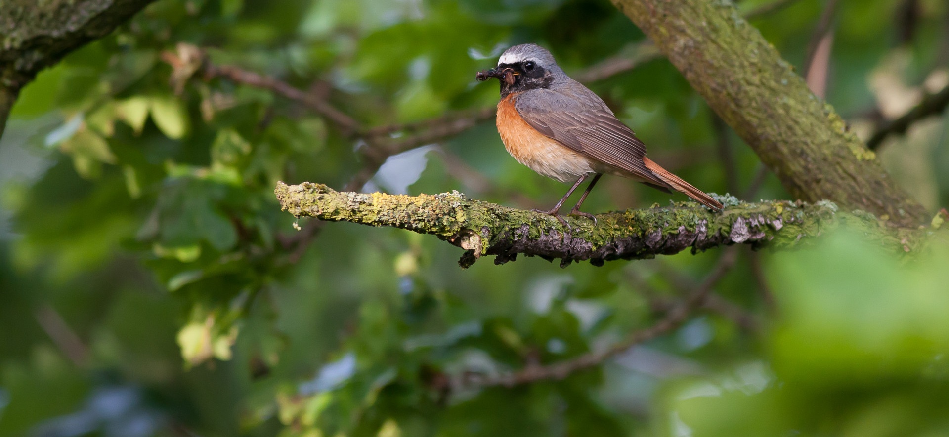 Fugle i Ny Natur (FiNN)