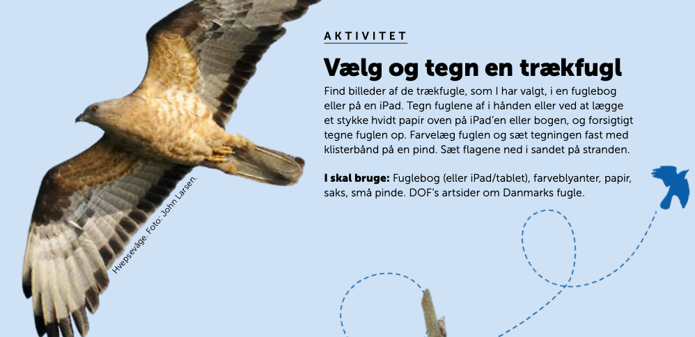 Med fuglene på træk