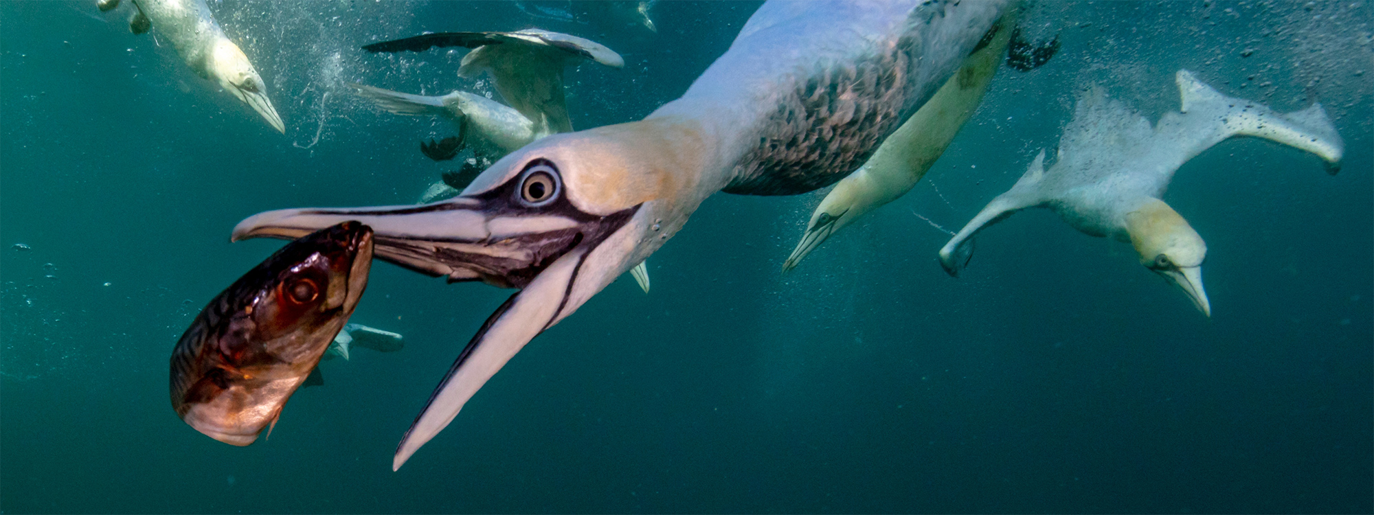 Seabirds Under Pressure - SUPRE